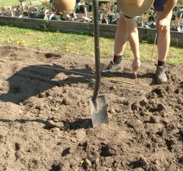 Stauder Jorden i bedet gjøres klar Stauder Jorden i bedet gjøres klar